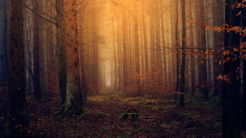 Fantasy Forest Magical Mystical